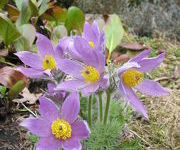 Pulsatilla vulgaris