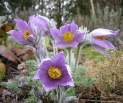 Pulsatilla_vulgaris_2.JPG