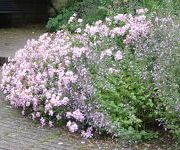 Saponaria lempergii 'Max Frei'