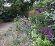 Buddleja davidii 'Black Knight'