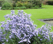 Aster cordifolius 'Little Carlow'