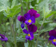 Viola sororia