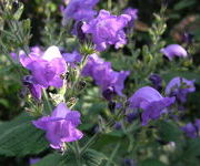 Strobilanthes atropurpureus