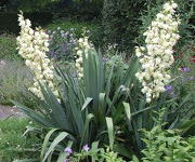 Yucca filamentosa