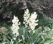 Yucca_filamentosa_2.JPG