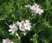 Erodium absinthoides