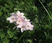 Erodium_absinthoides_-Bloementerras_1.JPG