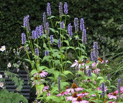 Agastache 'Black Adder'