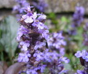 Ajuga reptans