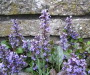 Ajuga_reptans_-Watertuin_1.JPG