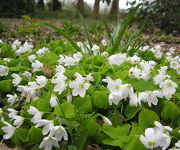 Oxalis acetosella