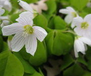 Oxalis_acetosella_2.JPG