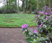 Rhododendron ponticum