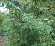 Cephalotaxus harringtonia