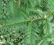 Cephalotaxus_harringtonia_detail.JPG