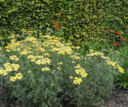 Achillea 'Terracotta'