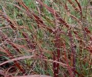 Panicum virgatum 'Rotstrahlbush'