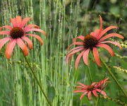 Echinacea purpurea 'Tomato Soup'