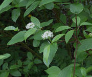 Cornus alba 'Sibirica'