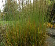 Molinia caerulea  'Moorhexe'