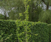 Prunus domestica 'Dubbele Boerenwitte'