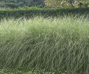 Miscanthus sinensis 'Morning Light'