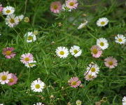 Erigeron karvinskianus