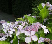 Hydrangea serrata 'Bluebird'