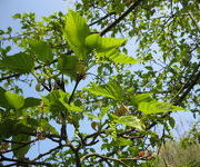 Acer_capipipes_5.JPG