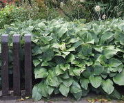 Hosta 'Krossa Regal'