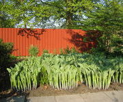 Geknipte_Tuin-Hosta_Krossa_Regal.JPG