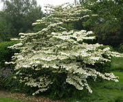 Viburnum plicatum 'Dart's Red Robin'