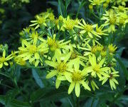 Senecio doria