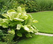 Hosta 'Sum and Substance'