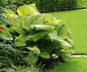 Hosta_Sum_and_Substance_2.jpg