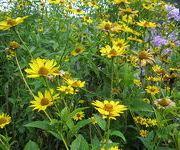 Heliopsis helianthoides var. scabra