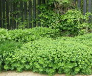 Alchemilla venosa