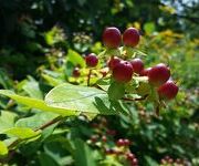 Hypericum androsaemum