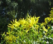 Silphium perfoliatum