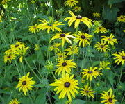 Rudbeckia fulgida var. deamii