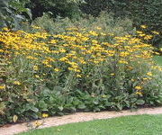 Rudbeckia_fulgida_var_daemii.JPG