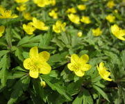 Anemone ranunculoides