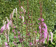 Lythrum virgatum 'Rose Queen'