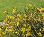 Hemerocallis 'Corky'