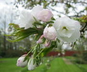 Prunus serrulata 'Ukon'