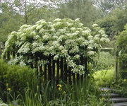 Hydrangea anomala subsp. petiolaris