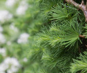 Larix kaempferi