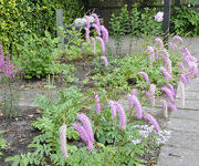 Sanguisorba hakusanensis 'Lilac Squirrel'