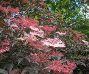 Sambucus nigra 'Thundercloud'