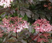 Sambucus_nigra_Thundercloud_1.jpg